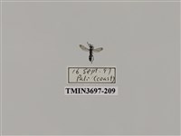 藏品(膜翅目(蜂))的圖片